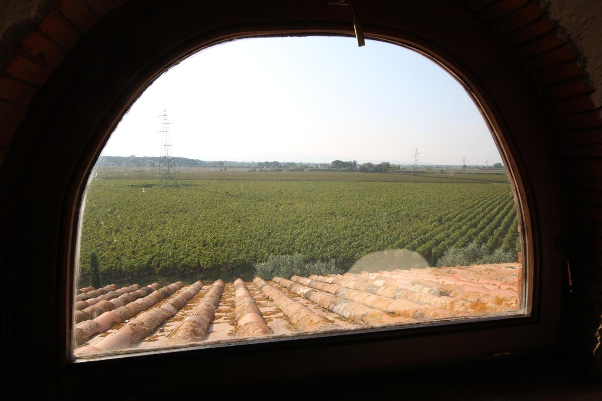 Podere Campo Alle Serpi Bibbona Exterior photo